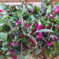 Herba Floralis- Feldrundgang Kräutermischung